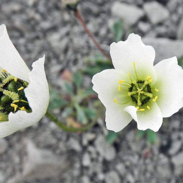 Papaver cornwallisense Svalbard Longyearbyen 2014 1 A.Elven a